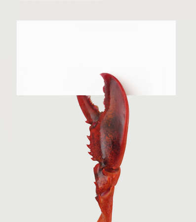 Pincer holding a blank cardの写真素材