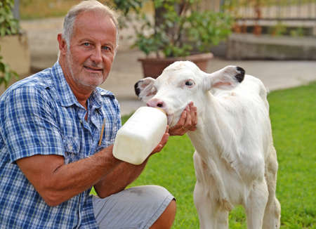 Farmer feeding a little baby white cow with milk bottle.の写真素材