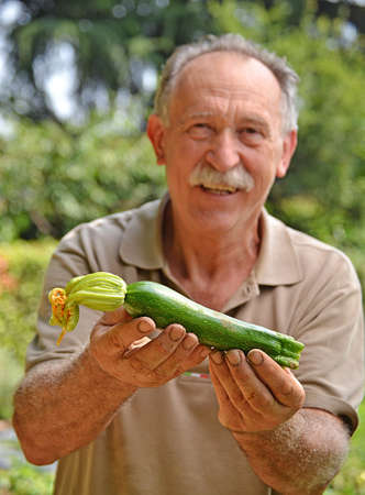 Cultivator holding fresh zucchini from crop.の写真素材