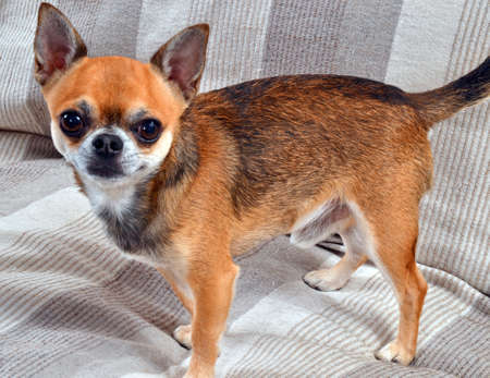 Chihuahua puppy dogの写真素材