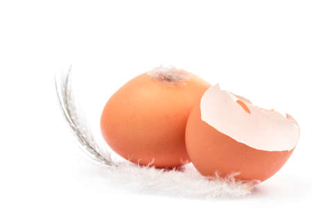eggs with feathersの写真素材