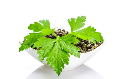 fresh parsley の写真素材