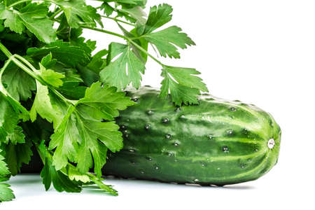 fresh green cucumber の写真素材