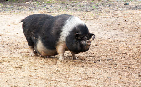 Pot-bellied pigの写真素材