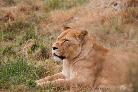 Lioness making his nap