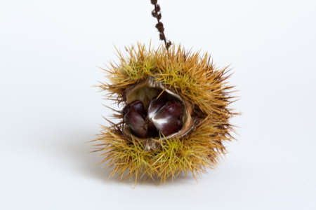 And chestnut shellの写真素材