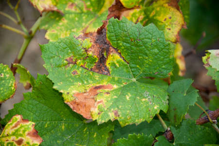 Grape leaves on vine in autumn after the harvest in the Loire Atlantique - France