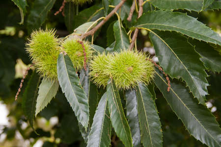 Chestnuts in its thorny bugs on the tree in autumnの写真素材