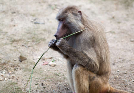 Baboon monkey trying to dissect a branchの写真素材