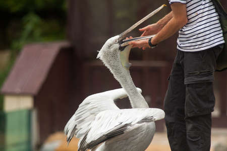 Bringest care by a veterinarian on a pelican in a zooの写真素材