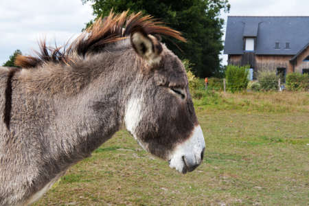 Ane light gray in a fieldの写真素材