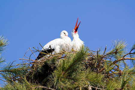 Storks nest in a tree