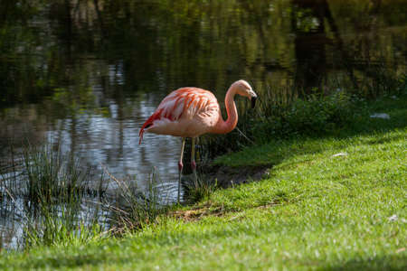 Flamingo at the edge of a pondの写真素材