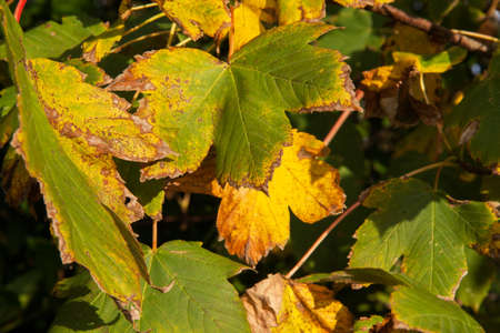 Hazel leaves yellowed early autumn