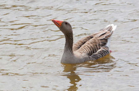 Greylag goose on a pond looking into the airの写真素材