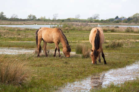 Horses grazing in the race Henson Marquenterre in Somme in Picardy - Franceの写真素材