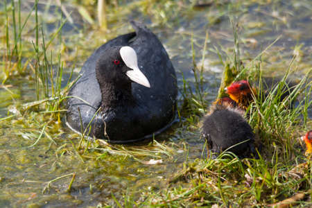 Coot with her baby lying in the grassの写真素材