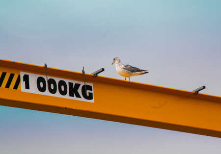 Goeland gantry overloadの写真素材