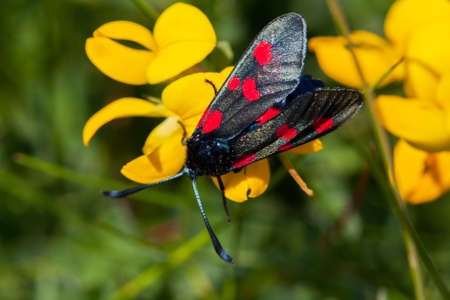 Zygene resting on a flowerの写真素材