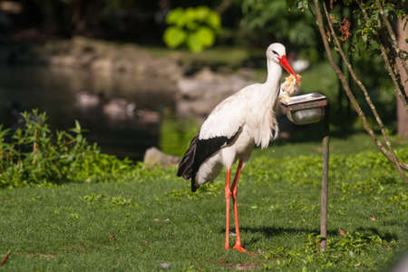 White stork near a feederの写真素材