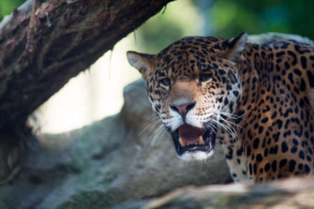 Panther alert