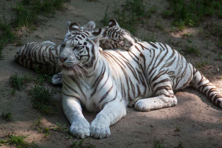 White Bengal tiger napping