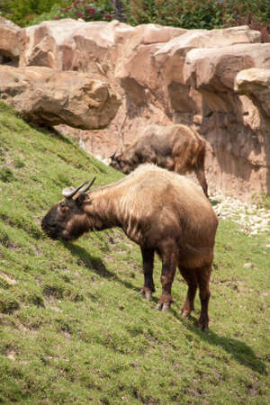 Wildebeest antelope grazing in the grassの写真素材