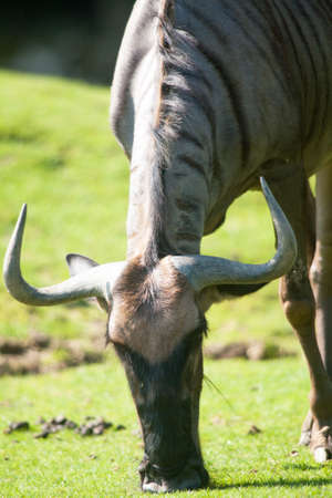 Wildebeest antelope grazing in the grassの写真素材