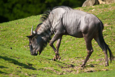 Wildebeest antelope grazing in the grassの写真素材