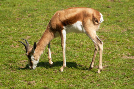 Impala grazing in the grassの写真素材