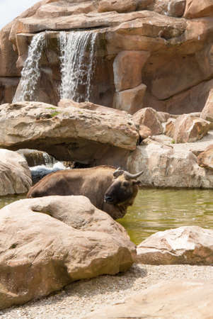 Wildebeest antelope in the cool waterの写真素材