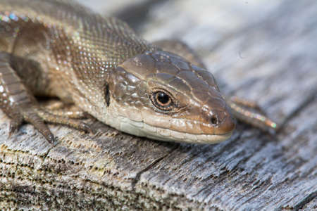 Wall lizard, Podarcis muralis, in closeup