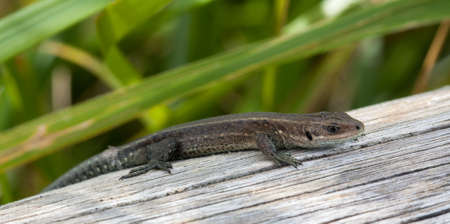 Wall lizard, Podarcis muralis, aside