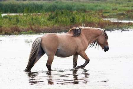 Henson horse Somme in Franceの写真素材