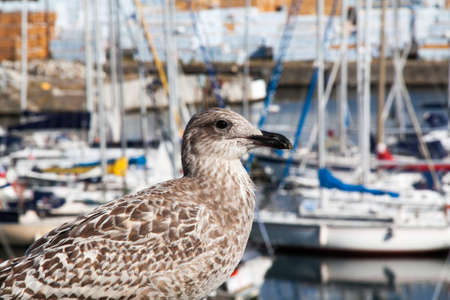 Portrait of silver gull - Larus argentatus