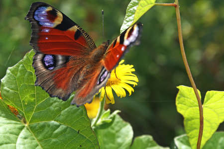 Peacock butterfly - Aglais io resting on a flower with open wingsの写真素材