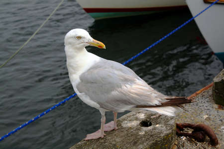 herring gull birdの写真素材