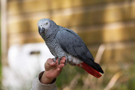 Gray parrot from Africa - Psittacus erithacus - sitting on a handの写真素材
