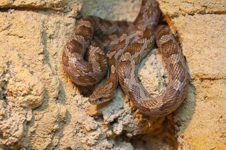 Coiled snake coming out of a hole along a wall