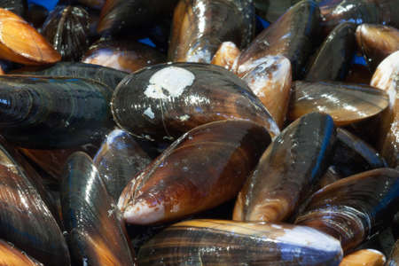 Blue mussels - in cooking in a pan