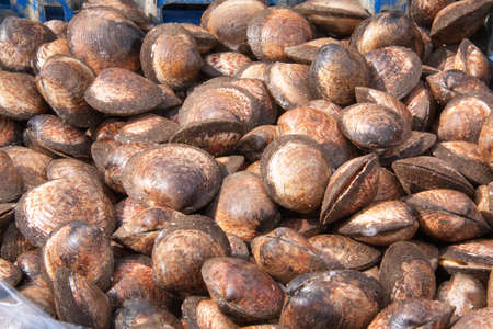 Almond shells back fishing Douarnenez in FinistÃ¨re in Brittany - France