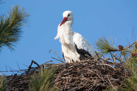 White Stork - Ciconia ciconia - nestの写真素材