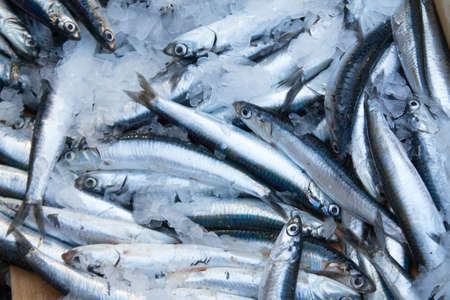 Anchovy fishing in returnの写真素材