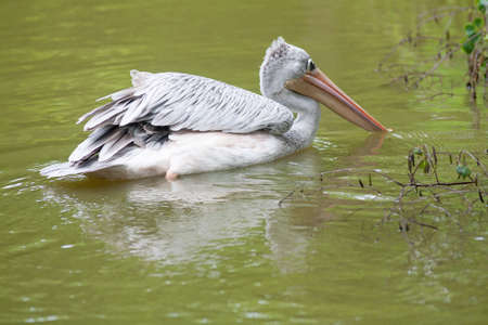 Pelican ride on the pondの写真素材