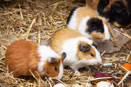 Pigs of India - Cavia porcellus - in the strawの写真素材