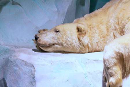 Polar bear - Ursus maritimusの写真素材