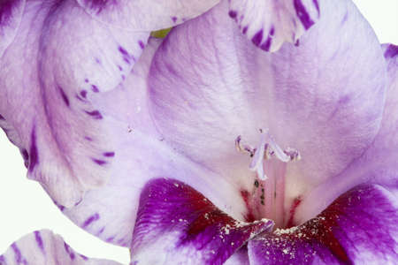 Gladiolus flower - Gladiolus communis - closeupの写真素材