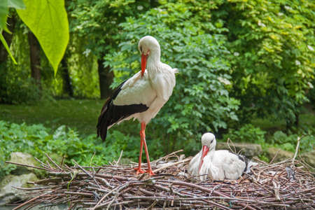 White Stork - Ciconia ciconia - nestの写真素材