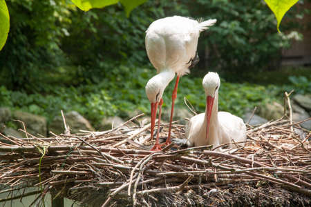 White Stork - Ciconia ciconia - nestの写真素材