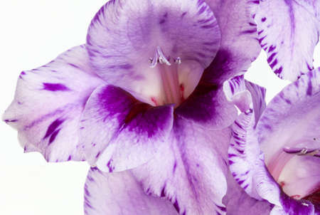Gladiolus flower - Gladiolus communis - closeupの写真素材